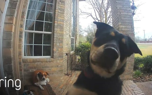 Dogs Learn to Use Video Doorbell to Get Owner’s Attention